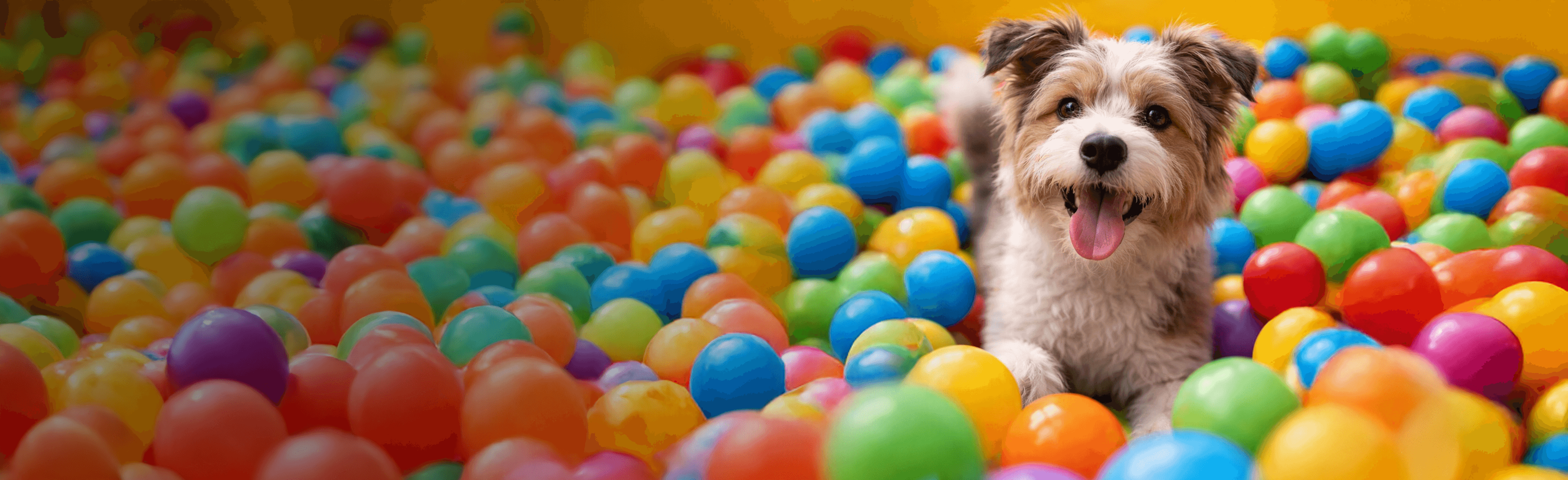 Bannière OUAF! Festival