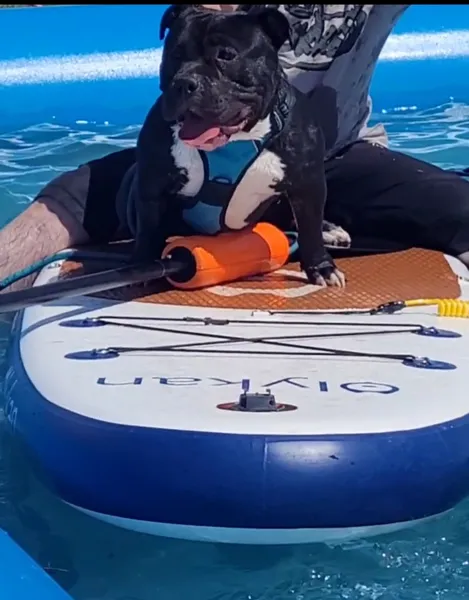 Une journée formidable en famille 😁 on a pu découvrir des activités avec notre loulou comme le paddle, l'agility, etc ,  lui offrir une glace , et surtout rencontrer différents copains à quatre pattes 😁 vivement qu'il y est un 2ème festivals 😁😁😁